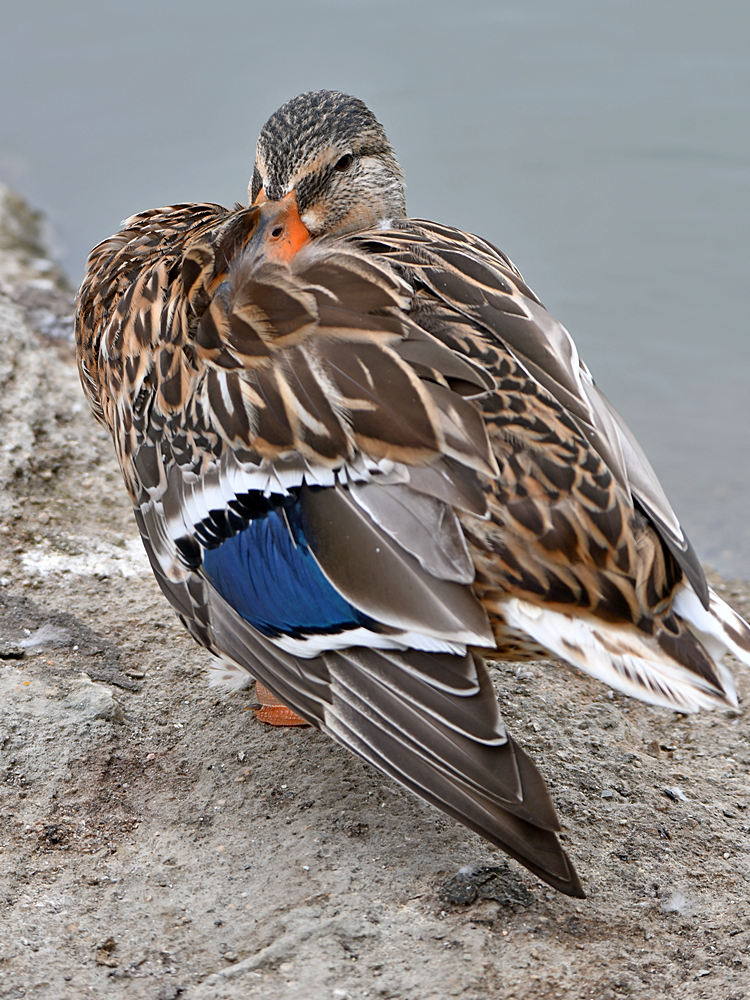 Duck.jpg