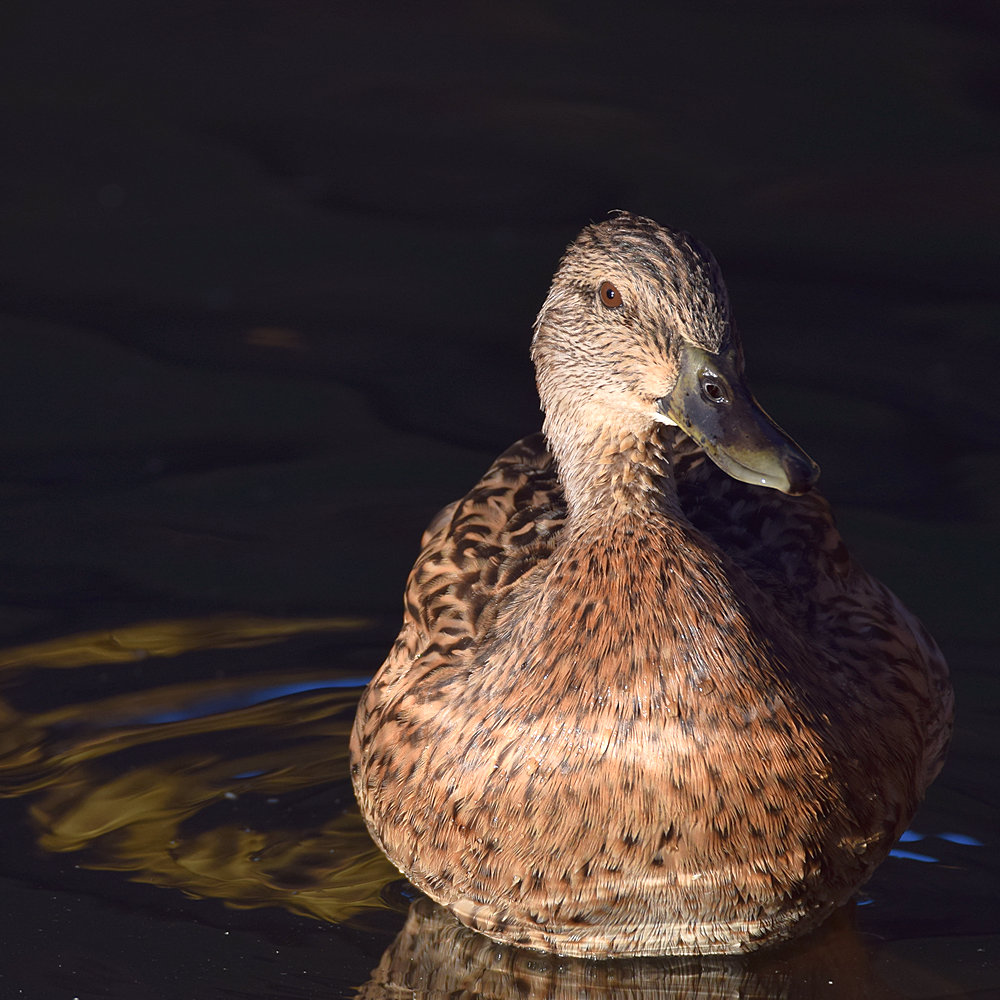 Duck.jpg