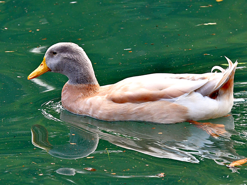 Duck.jpg