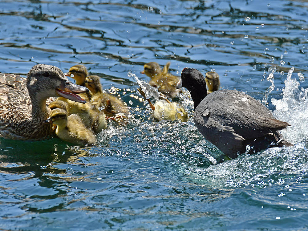 Duck.jpg