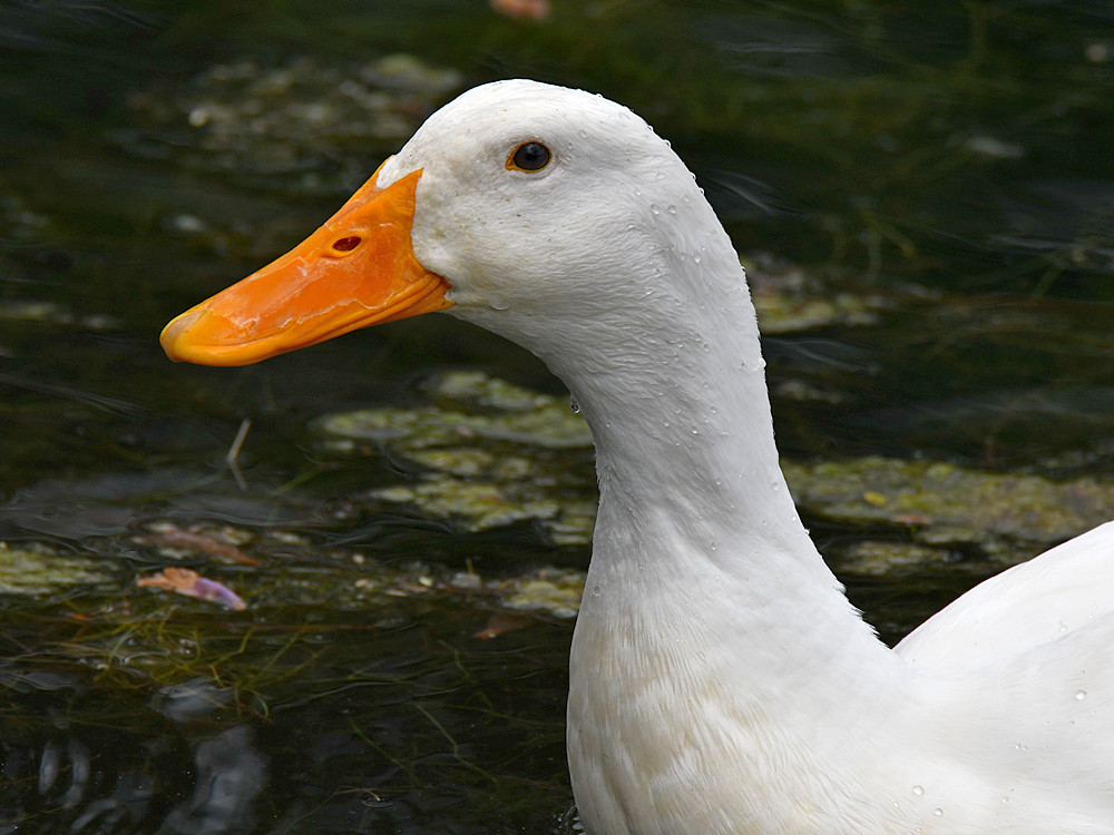 Duck.jpg
