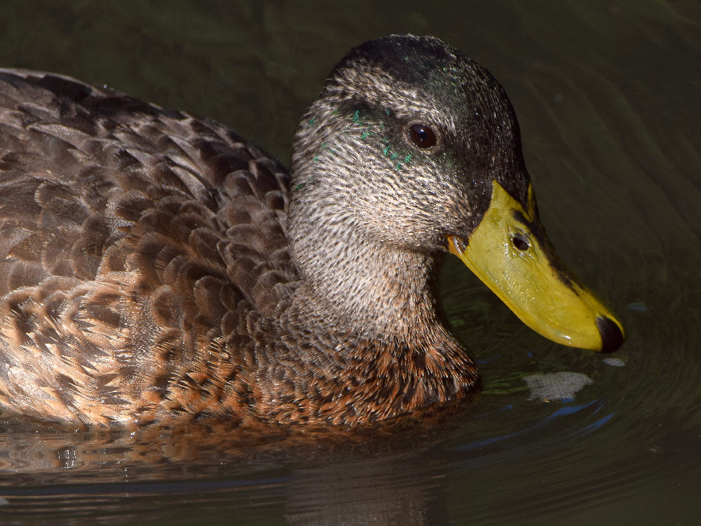 Duck.jpg