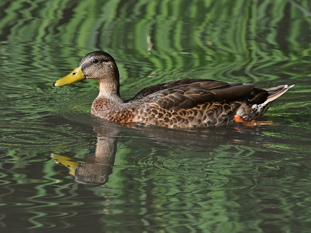Duck.jpg