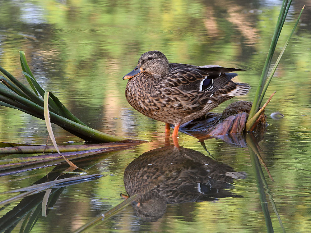Duck.jpg