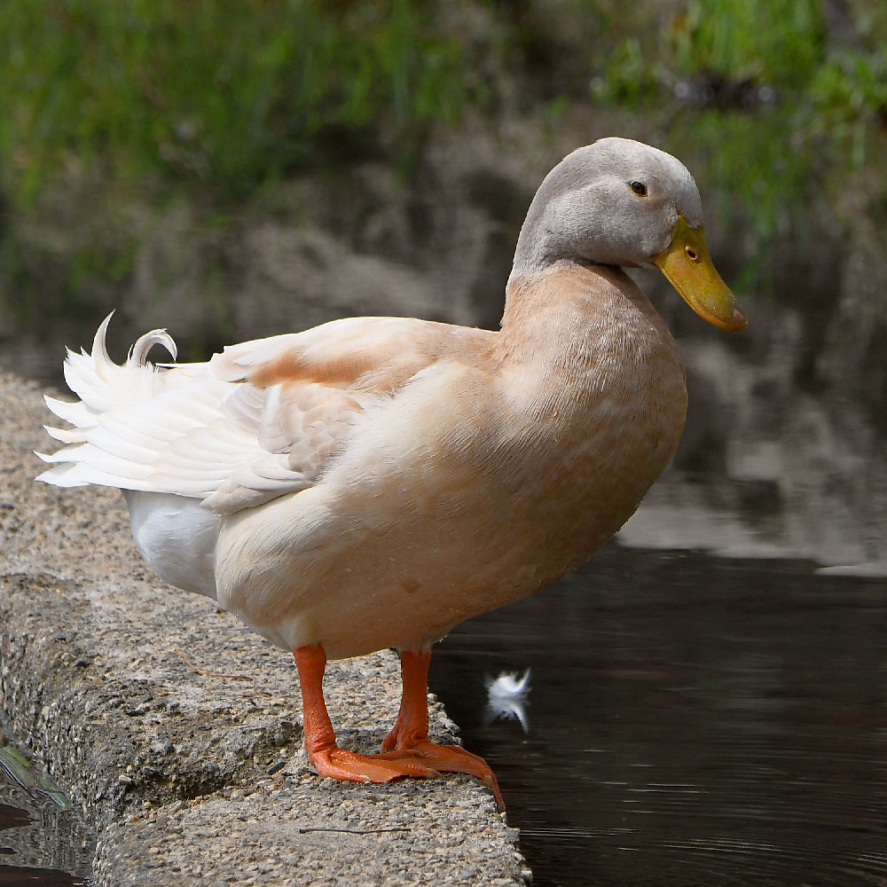 Duck.jpg