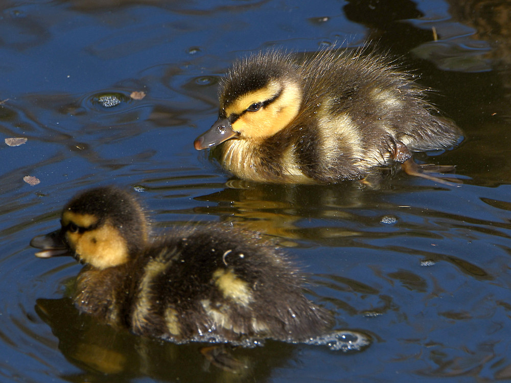 Duck.jpg