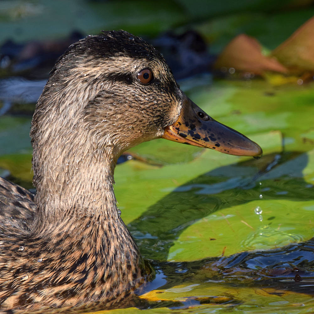 Duck.jpg