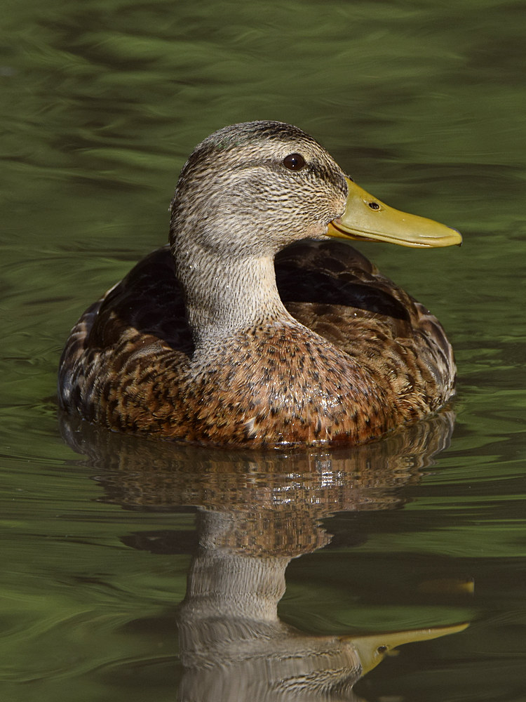 Duck.jpg