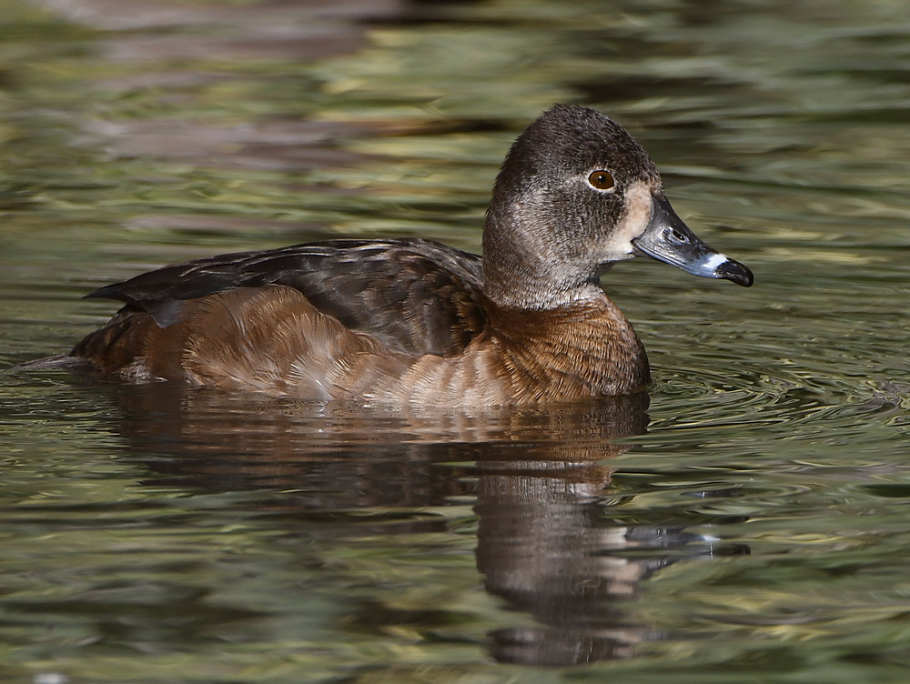 Duck.JPG
