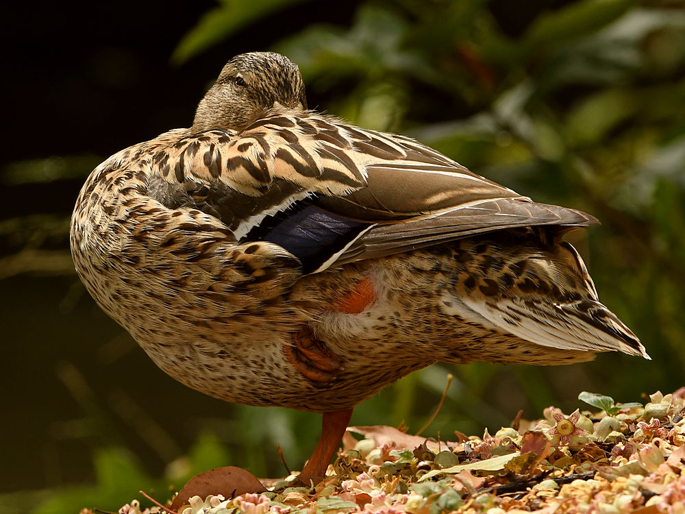 Duck.jpg