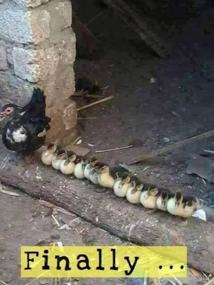 duck.jpg