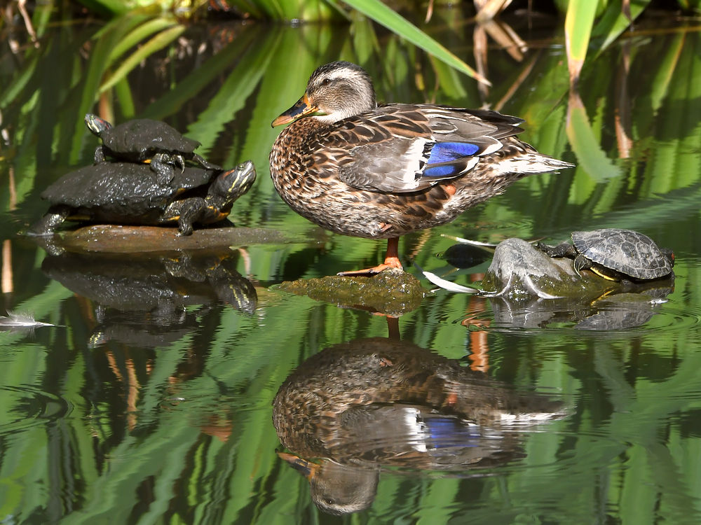 Duck.jpg