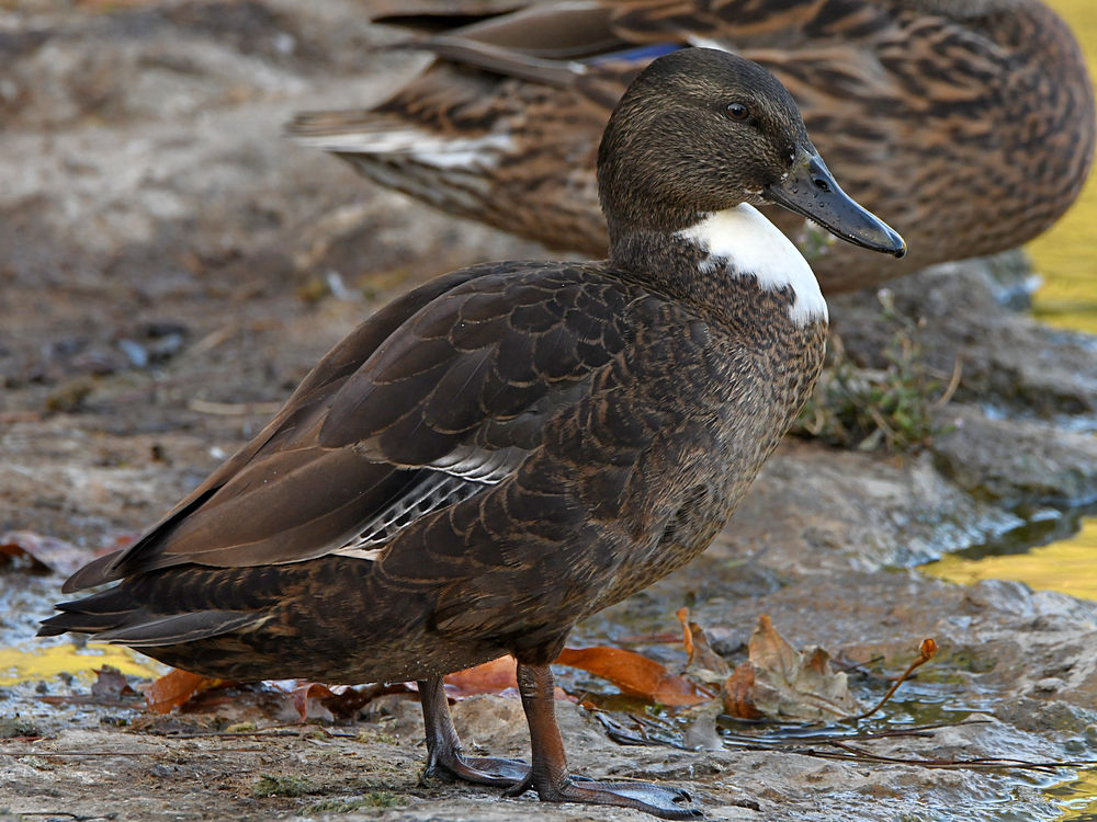 Duck.jpg