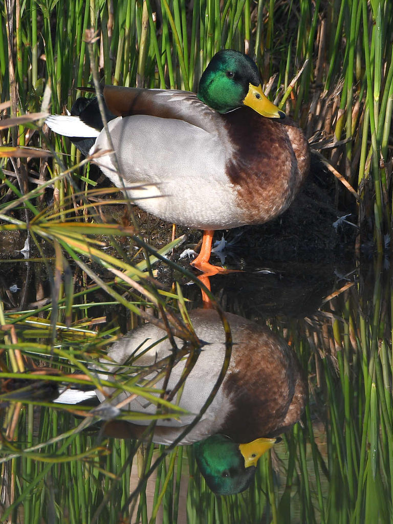 Duck.jpg