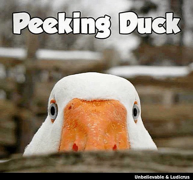 duck.jpg