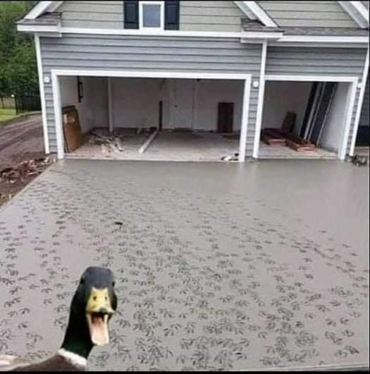 duck.jpg