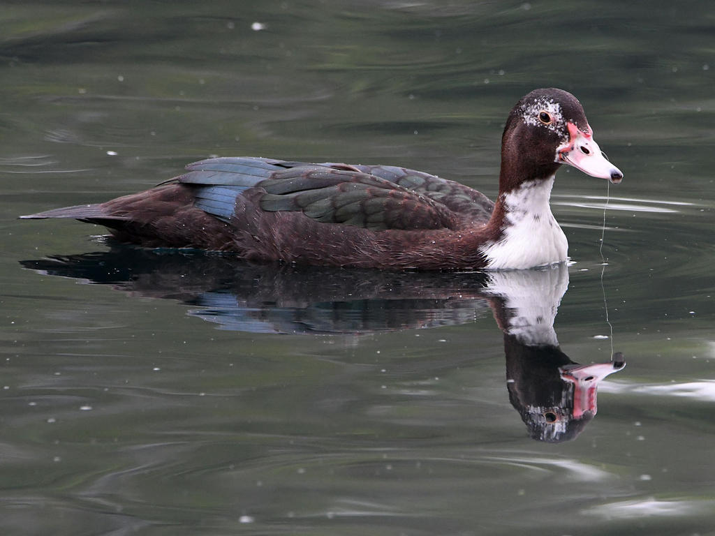 Duck.jpg