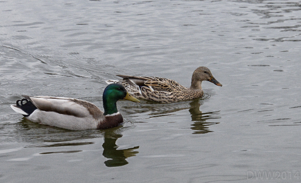 Duck Pair (1 of 1).jpg