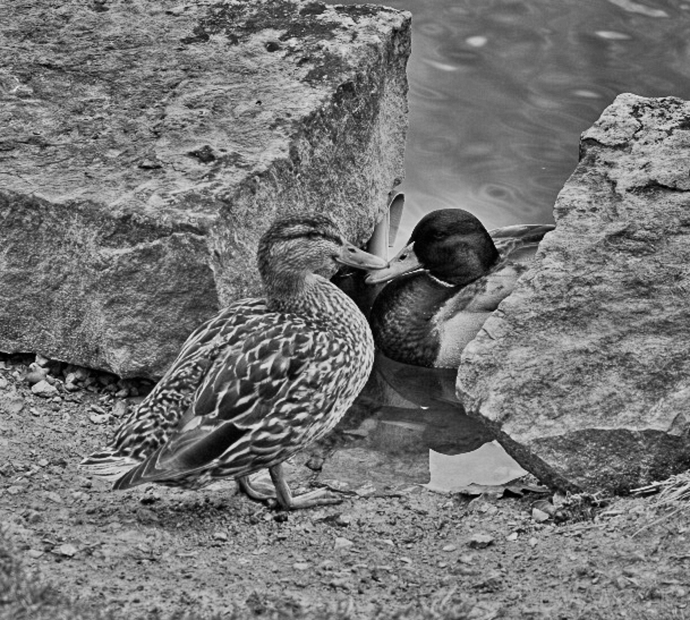 Duck Pair 2 (1 of 1).jpg