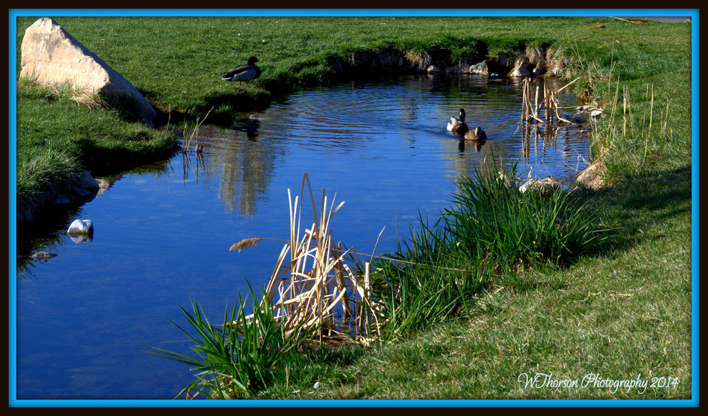 Duck Pond.jpg