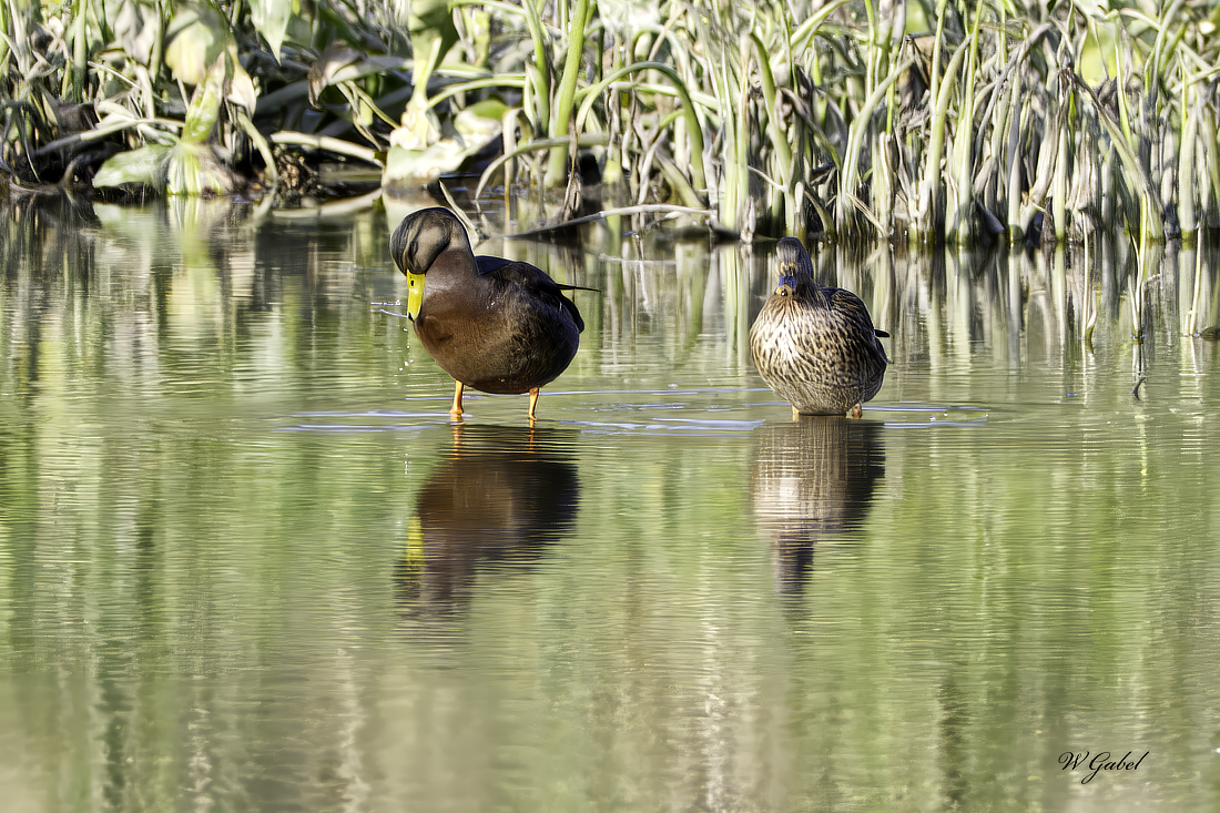 Duck refections sm.jpg