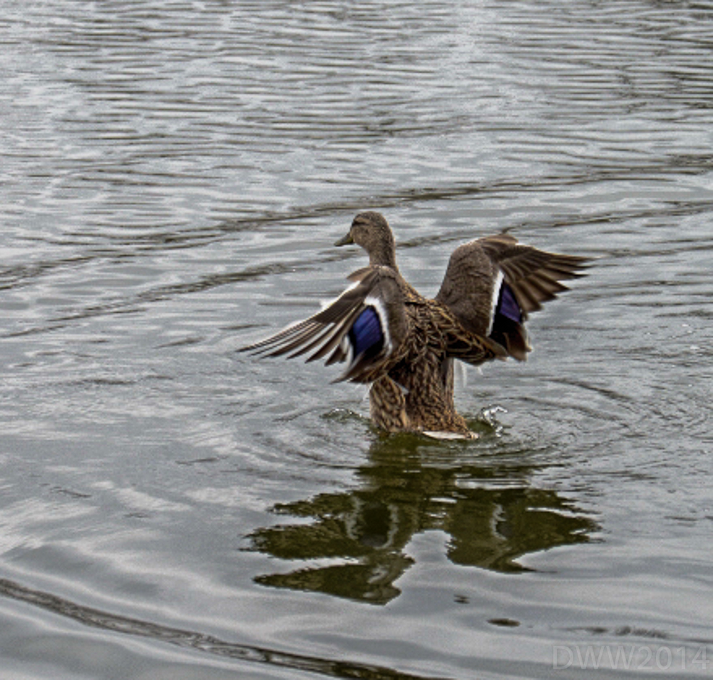 Duck Stretch (1 of 1).jpg
