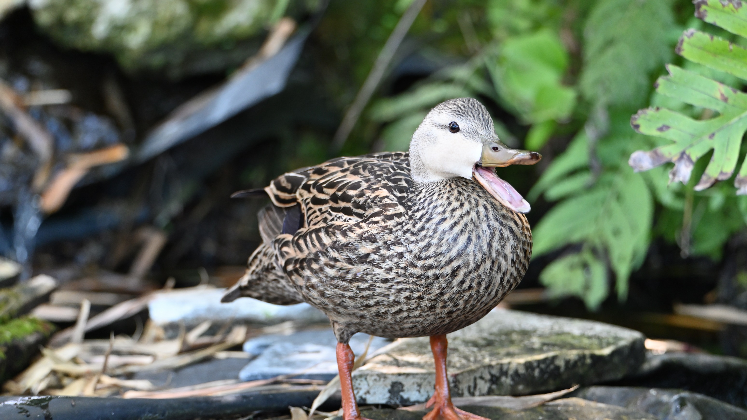 duck talk.JPG