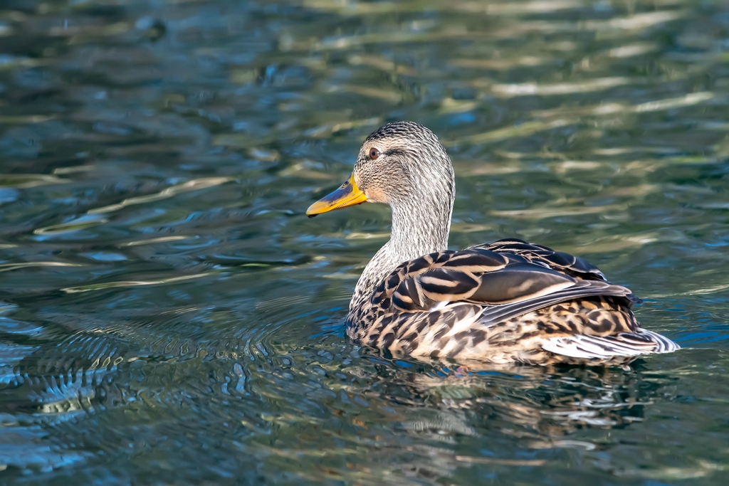 Duck1.jpg