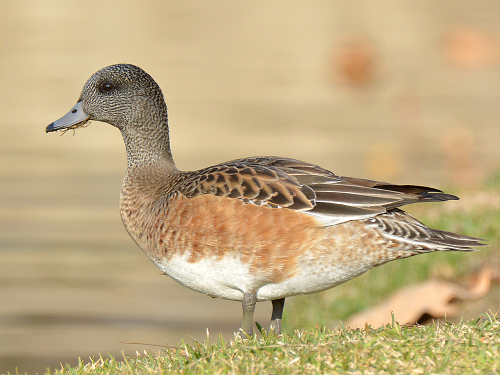 Duck2.jpg