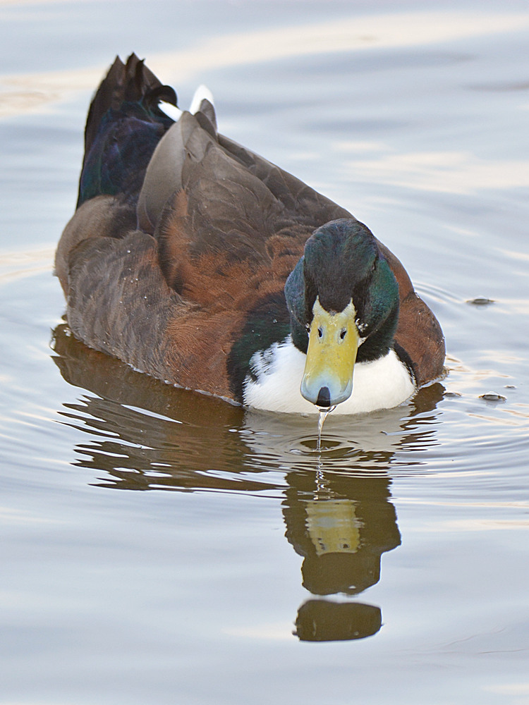 Duck2.jpg