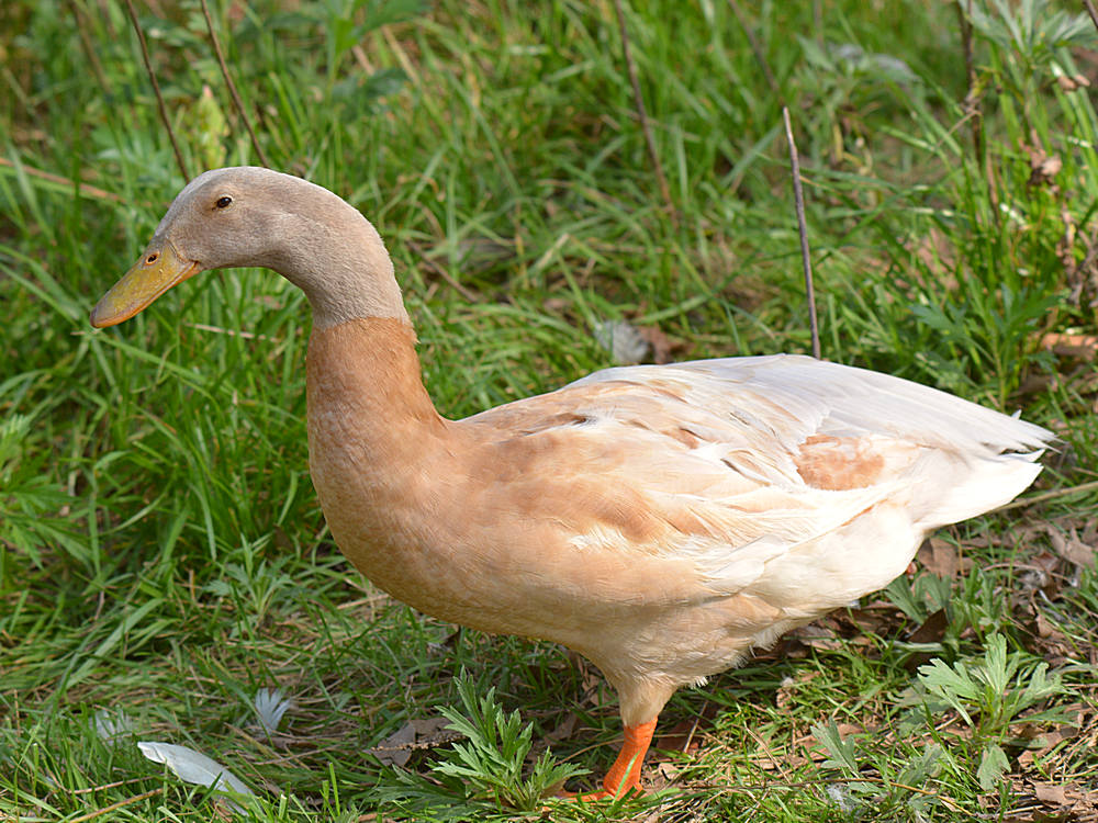 Duck2.jpg