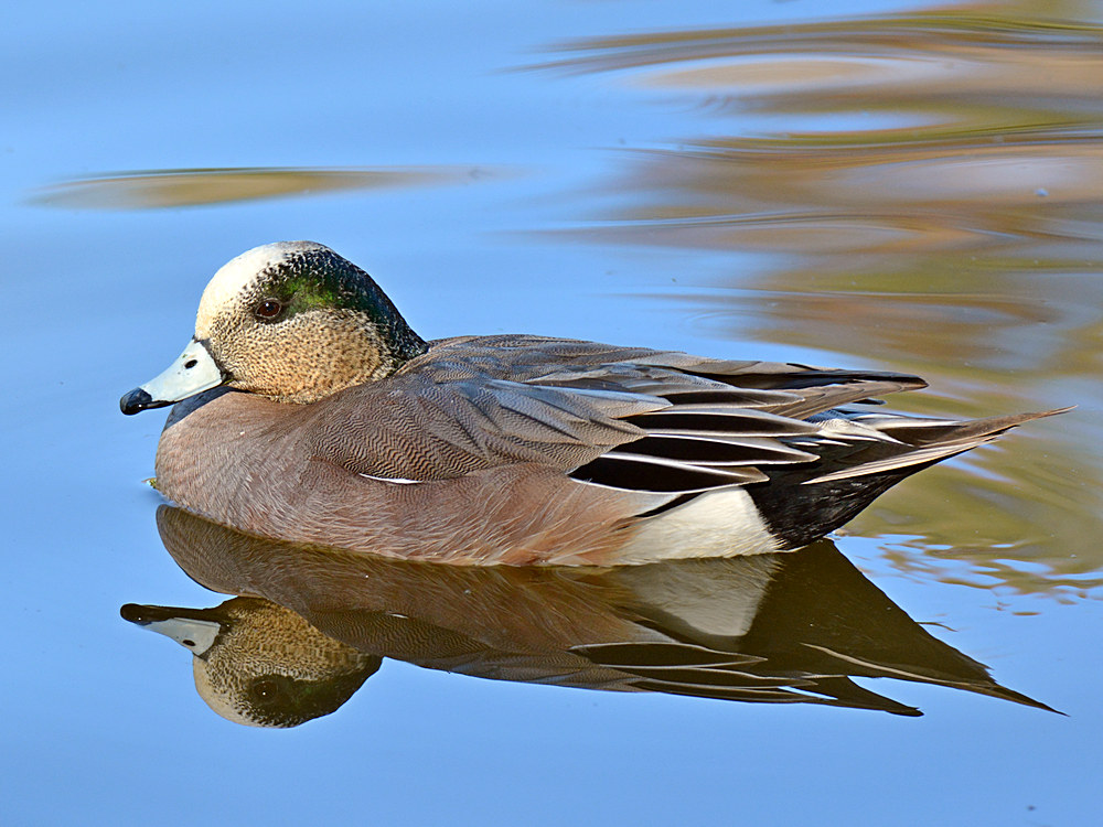 Duck2.jpg
