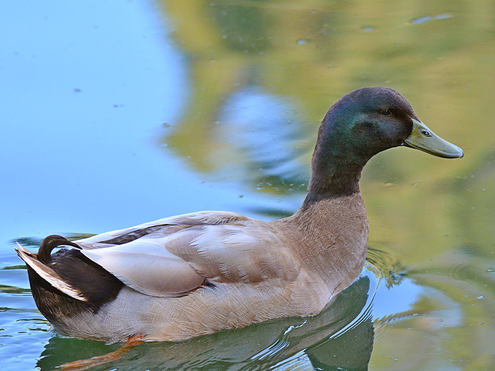 Duck2.jpg
