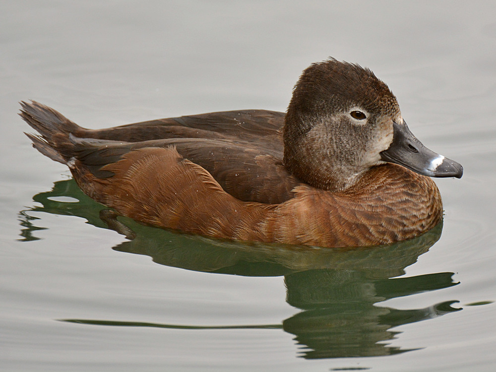 Duck2.jpg
