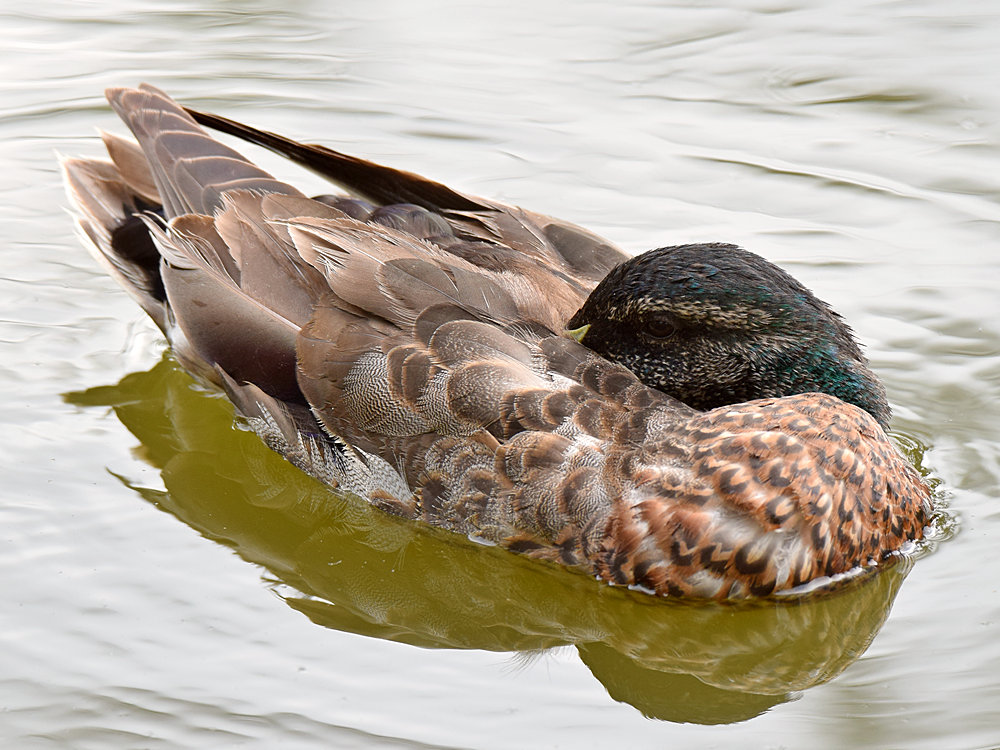 Duck2.jpg