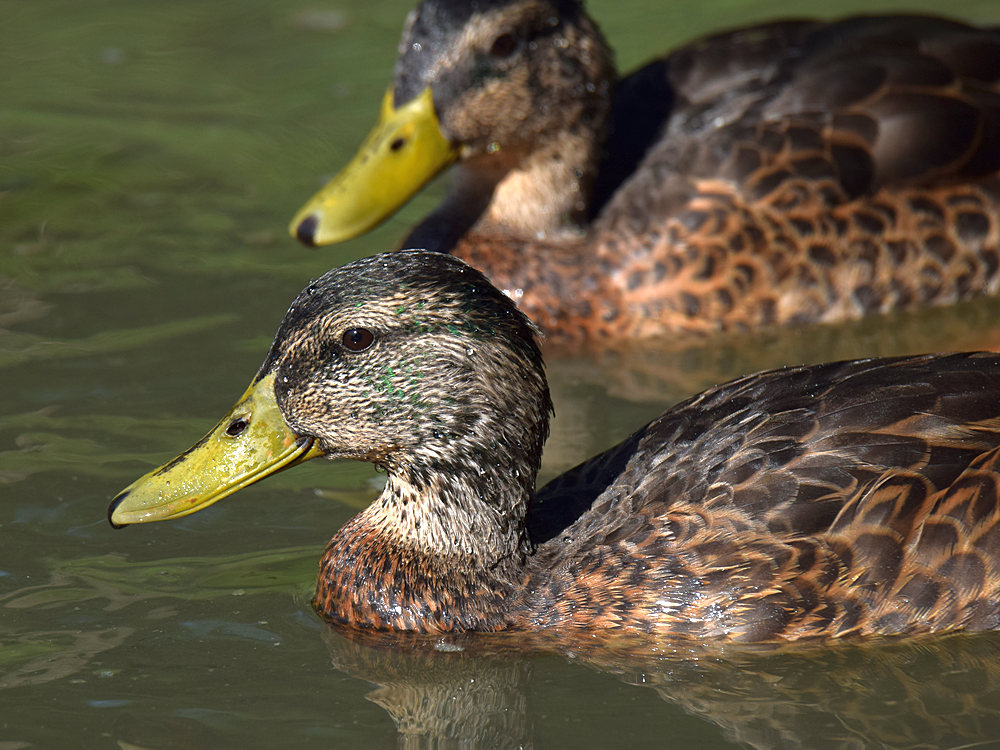 Duck2.jpg