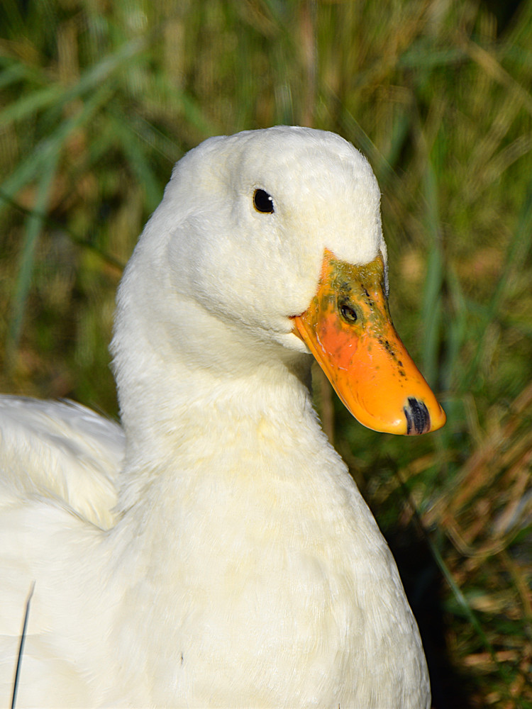 Duck2.jpg