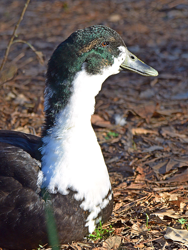 Duck2.jpg