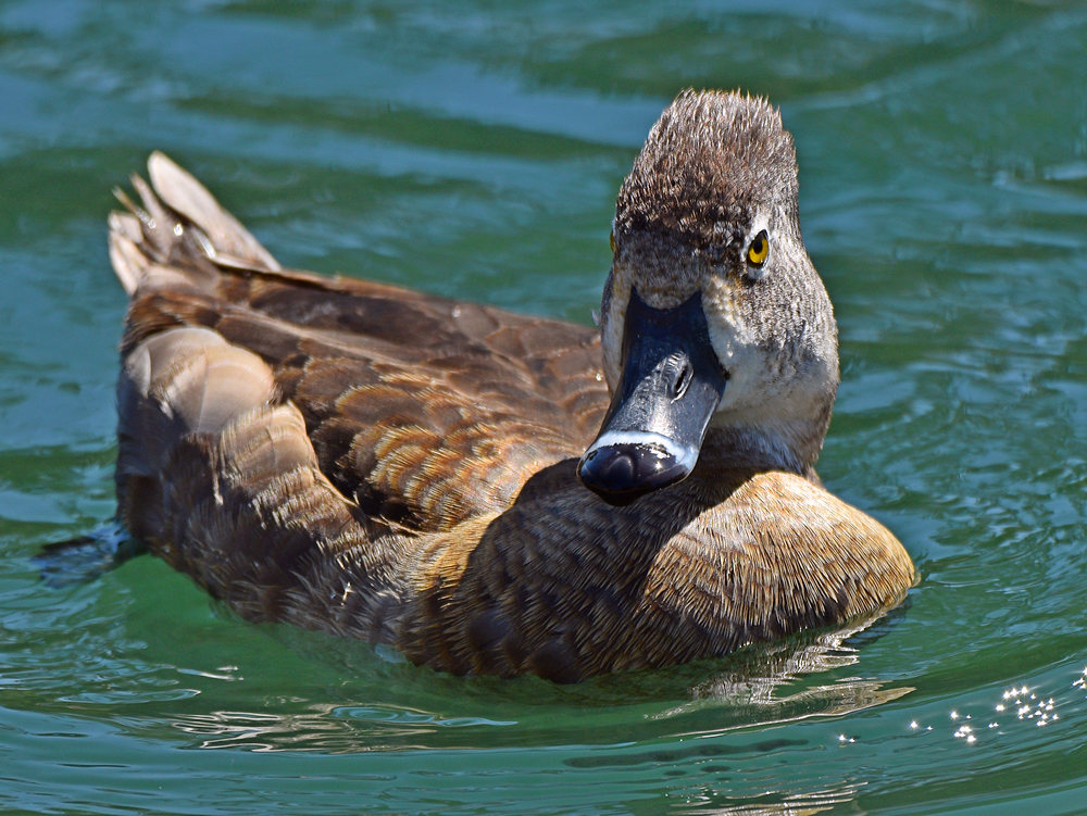 Duck2.jpg