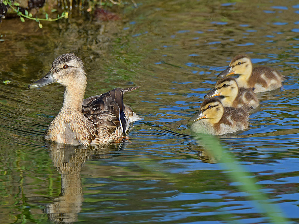 Duck2.jpg