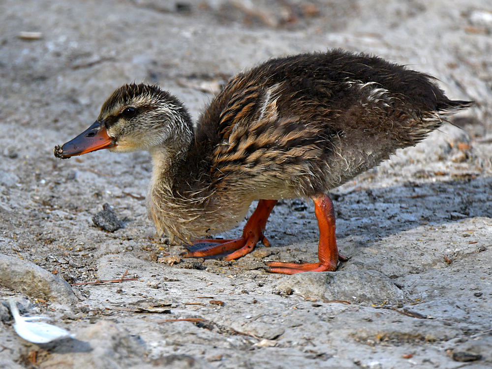 Duck2.jpg