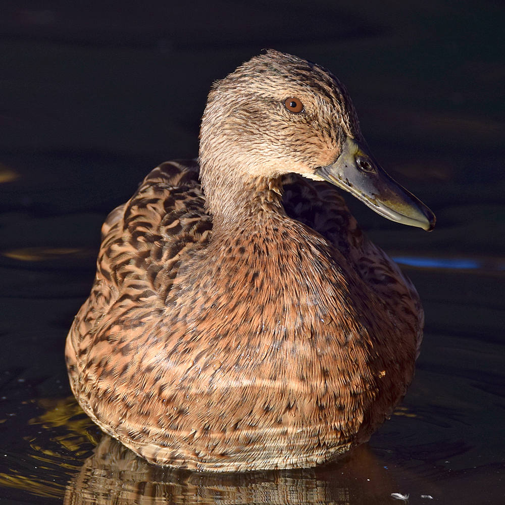 Duck2.jpg