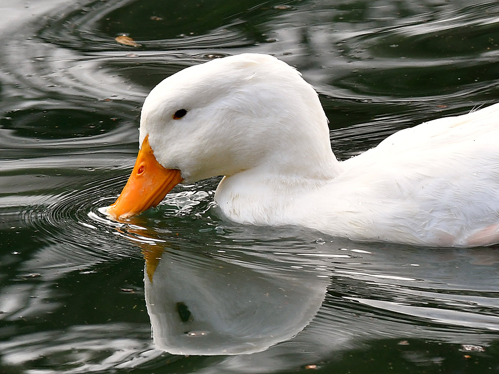 Duck2.jpg