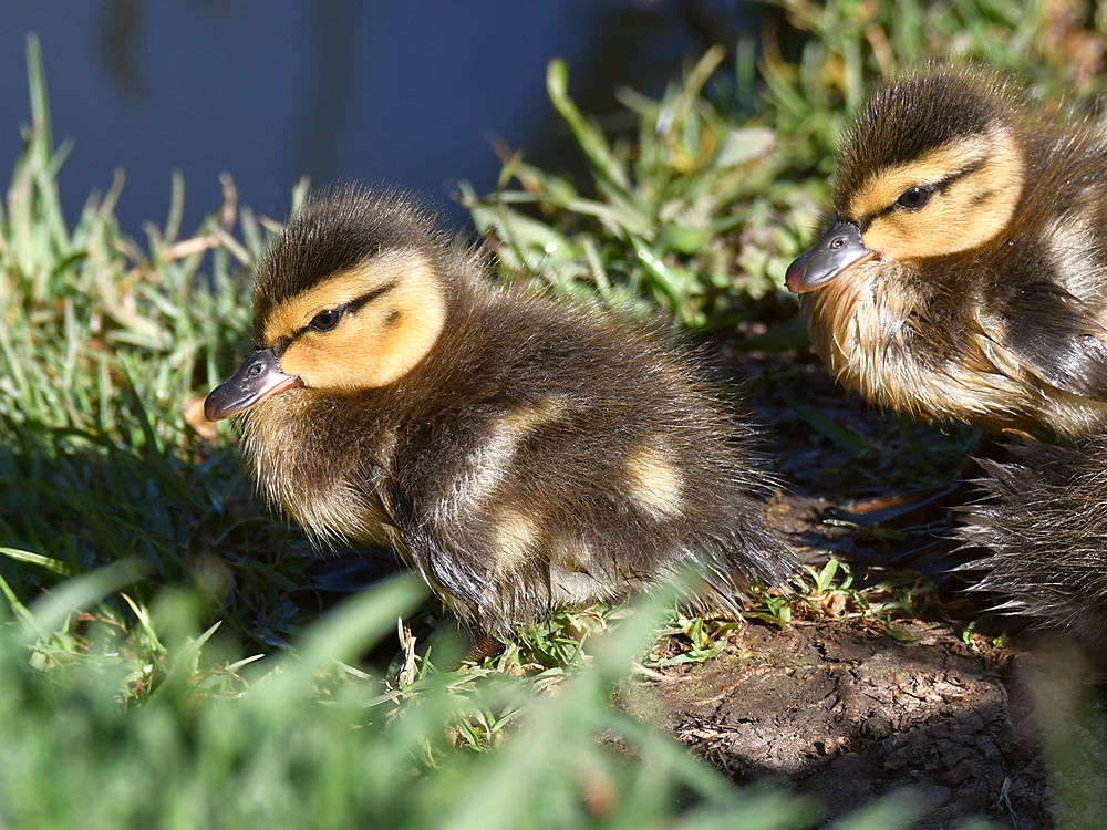 Duck2.jpg