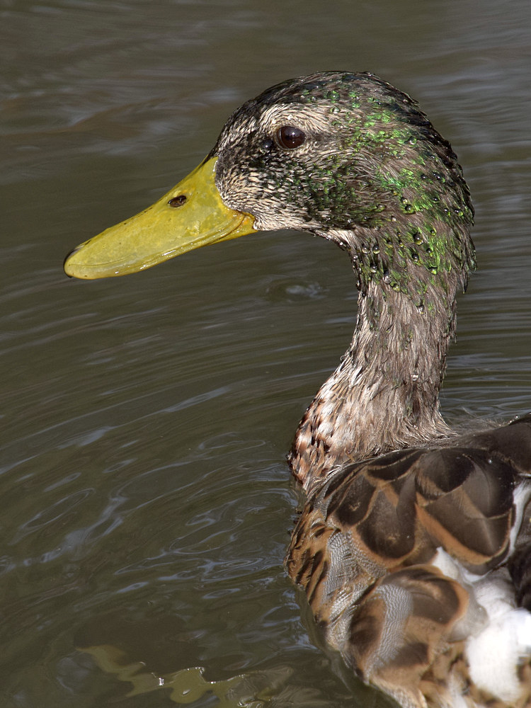 Duck2.jpg