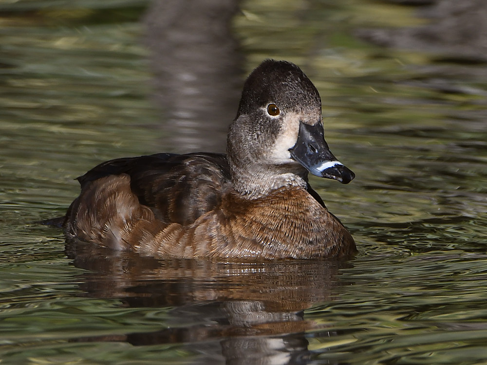Duck2.JPG