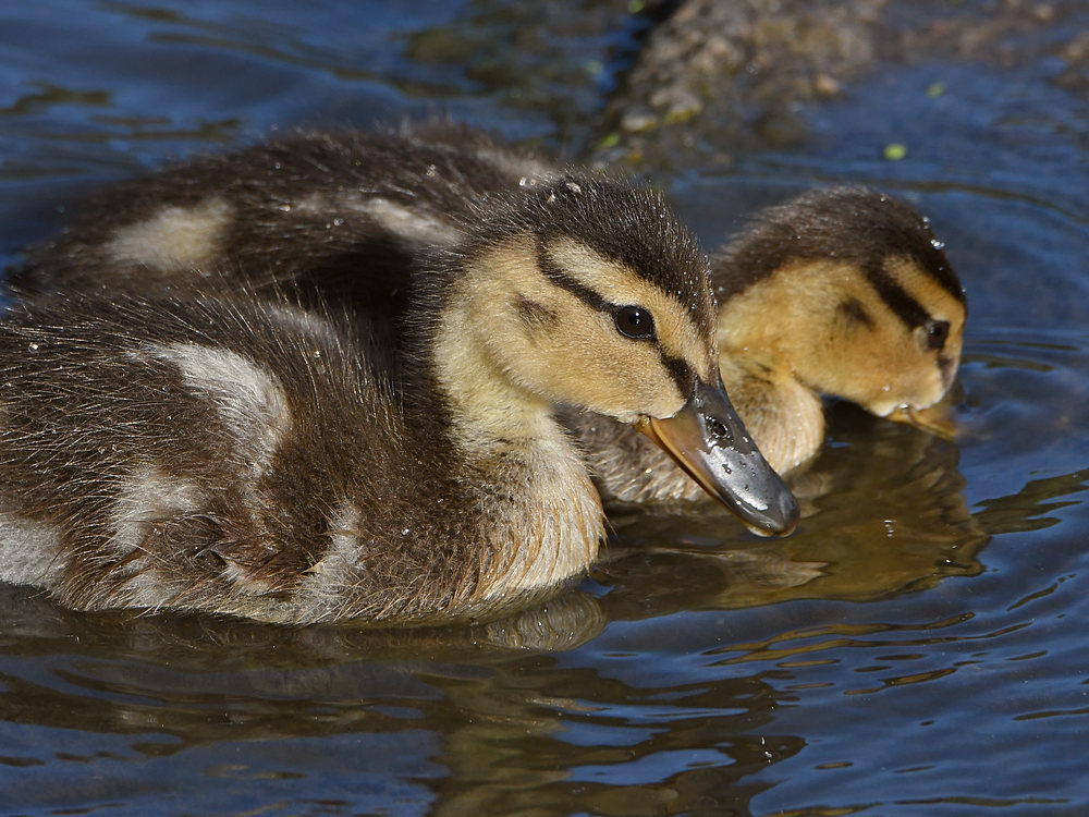 Duck2.jpg