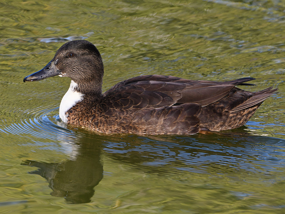 Duck2.jpg