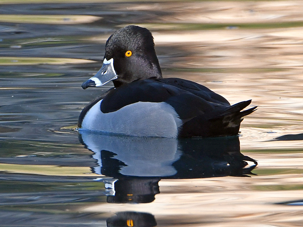 Duck2.jpg