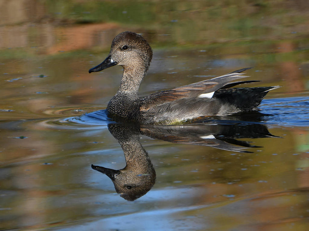 Duck2.jpg